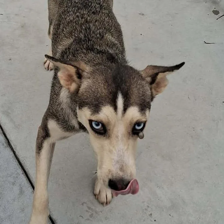 An adult medium-sized female Gray / Blue / Silver Husky dog named Melanie for adoption in Enterprise, AL