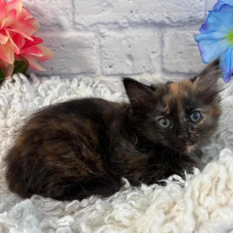 A baby small-sized female Tortoiseshell Domestic Medium Hair cat named Chai for adoption in Harrisonburg, VA