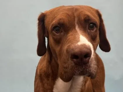 An adult large-sized male Mixed Breed dog named Honey Bun for adoption in Golden Valley, MN