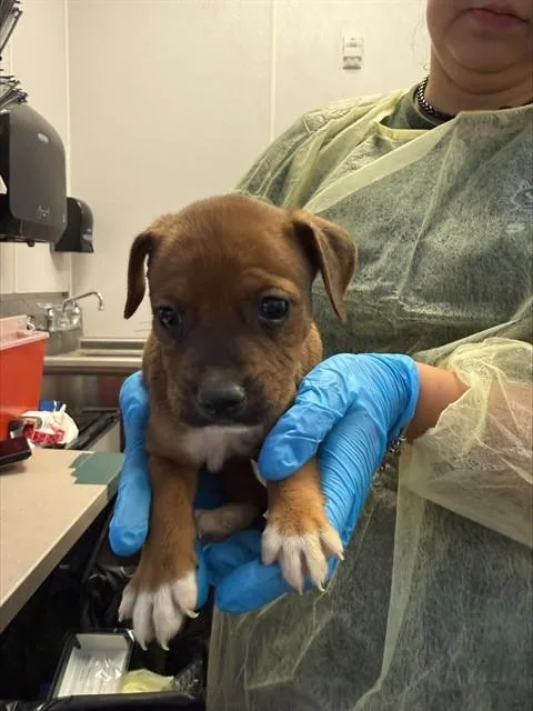 A baby small-sized male German Shepherd Dog dog named Happy for adoption in Tucson, AZ