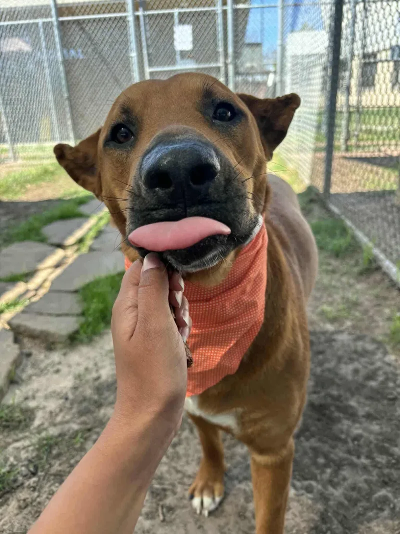 A young large-sized male Labrador Retriever dog named Almond for adoption in Yonkers, NY