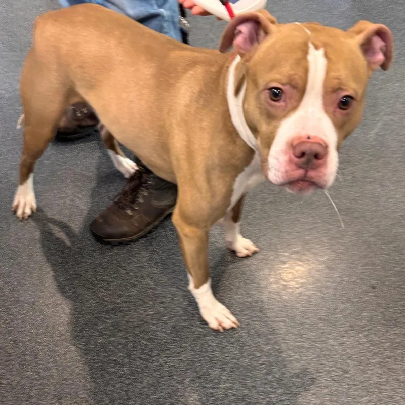 An adult large-sized male Red / Chestnut / Orange Mixed Breed dog named Lvhstray for adoption in Allentown, PA