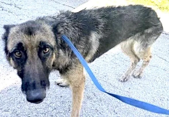 An adult large-sized female German Shepherd Dog dog named A for adoption in Houston, TX