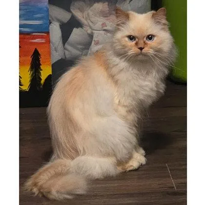 A senior medium-sized male Domestic Long Hair cat named Monet Princeton for adoption in Hudson, MA