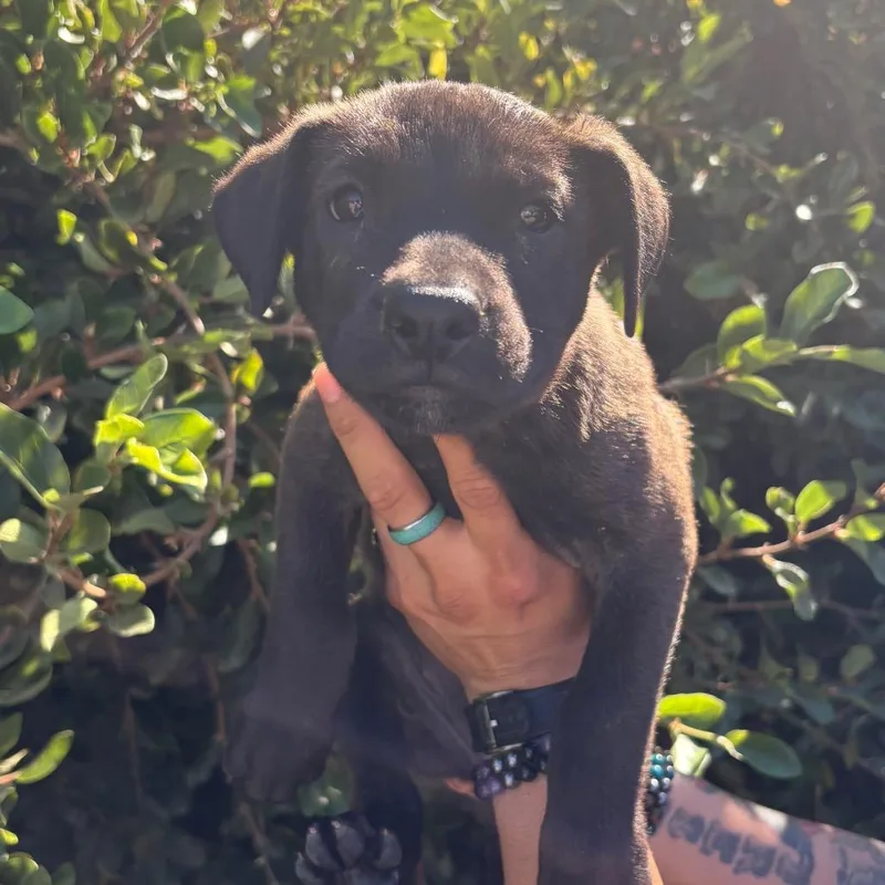 A baby small-sized female Black Labrador Retriever dog named Walnut for adoption in Santa Barbara, CA