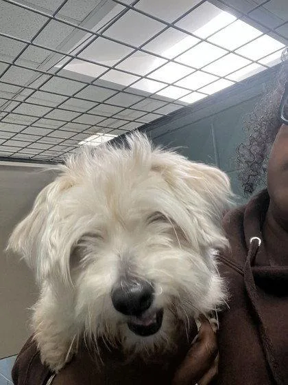 A young medium-sized female Maltese dog named Korva for adoption in Oakland, CA