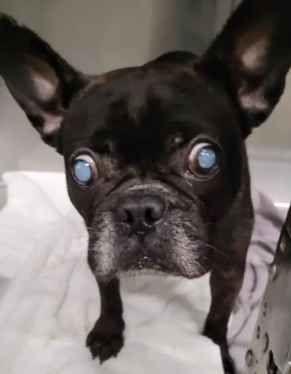 A senior medium-sized female French Bulldog dog named Charlene for adoption in Los Angeles, CA