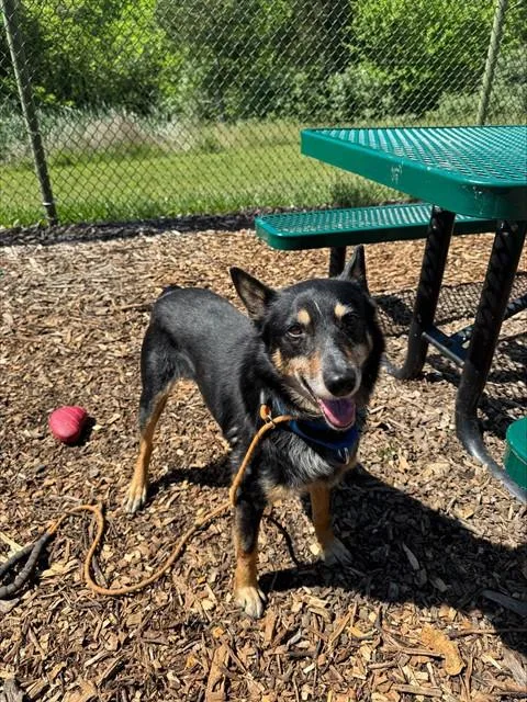 An adult medium-sized male Australian Cattle Dog / Blue Heeler dog named Otis for adoption in Leesburg, VA
