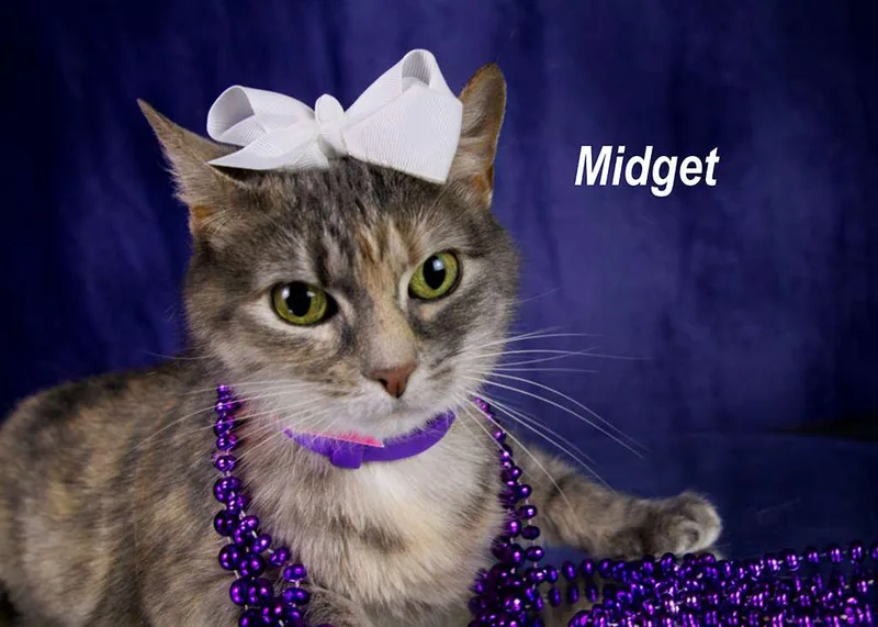 A senior medium-sized female Tabby (Gray / Blue / Silver) Tabby cat named Midget for adoption in York, NE