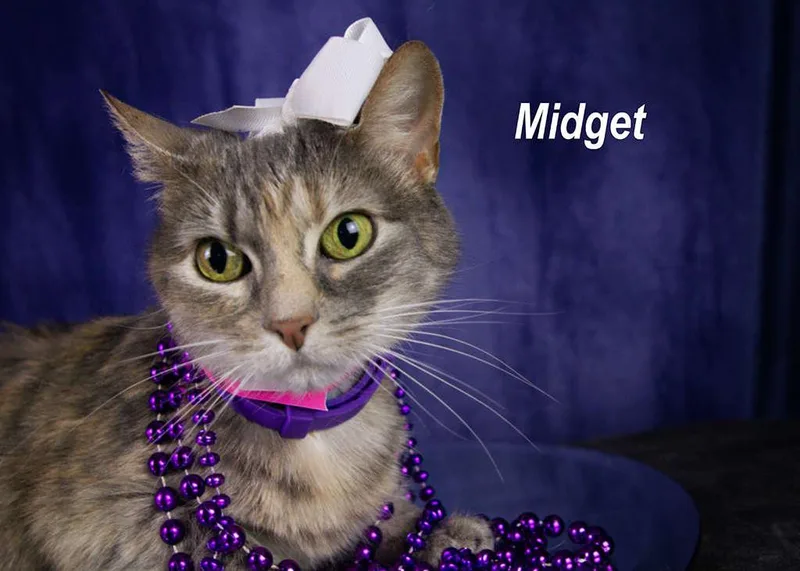 Midget thumbnail 2