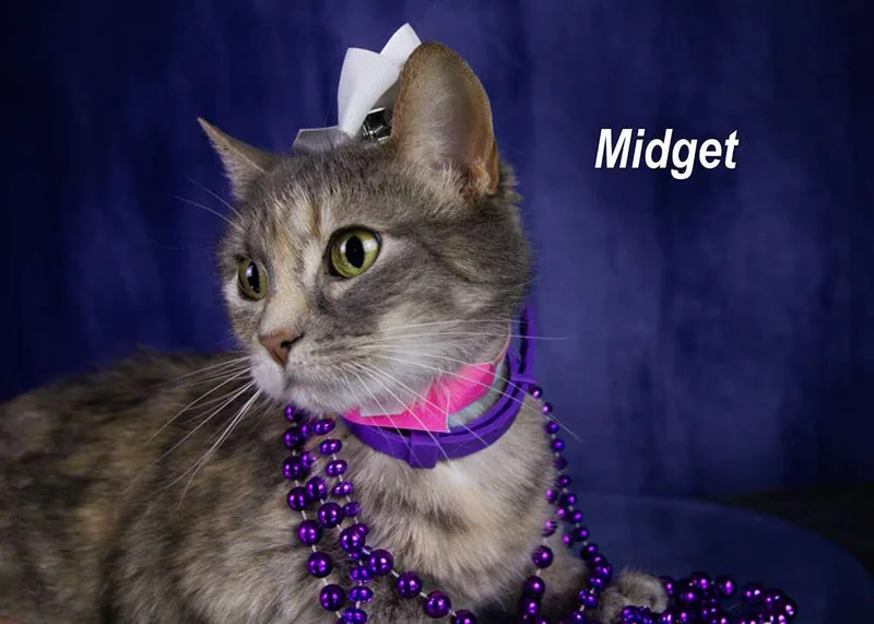 Midget thumbnail 3