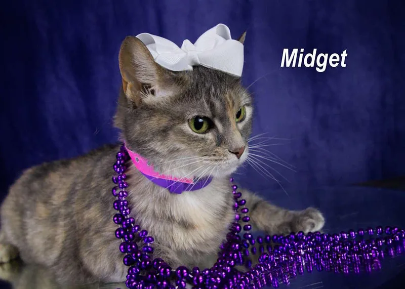 Midget thumbnail 4
