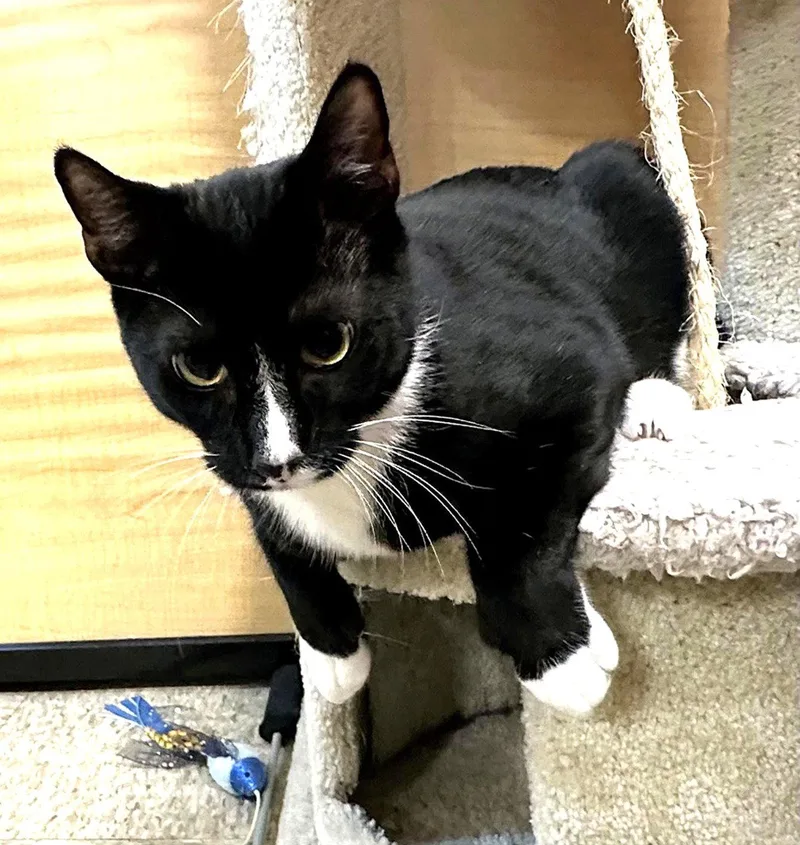 A baby medium-sized male Black & White / Tuxedo Tuxedo cat named Rico for adoption in San Jose, CA