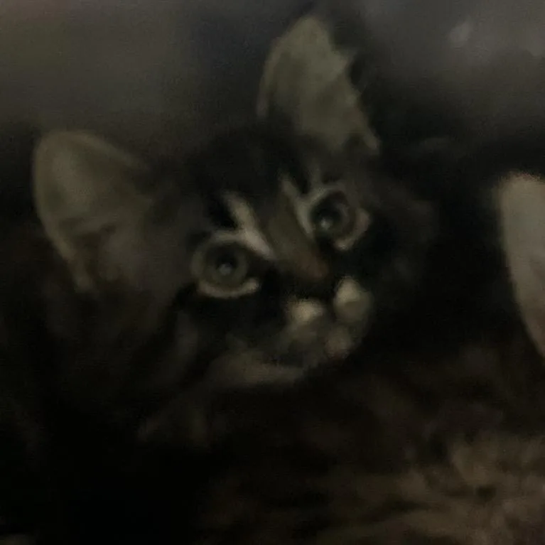 A young small-sized male Brown / Chocolate Domestic Long Hair cat named Kabuki for adoption in Veneta, OR
