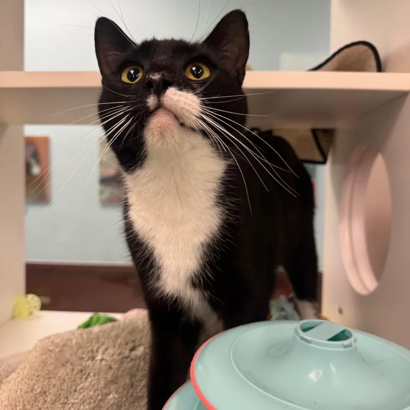 An adult medium-sized male Black Domestic Short Hair cat named Ross for adoption in West Palm Beach, FL