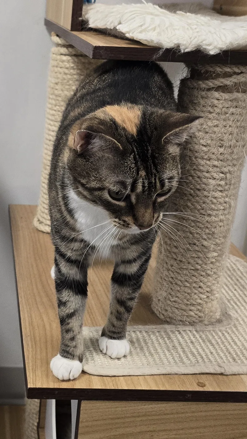 Honeybee thumbnail 2