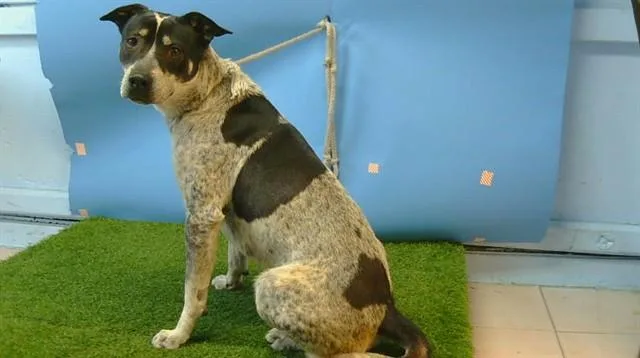 A young large-sized male Australian Cattle Dog / Blue Heeler dog named Beamer for adoption in Gardena, CA