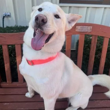 An adult large-sized male White / Cream Siberian Husky dog named Bear for adoption in Quincy, IL