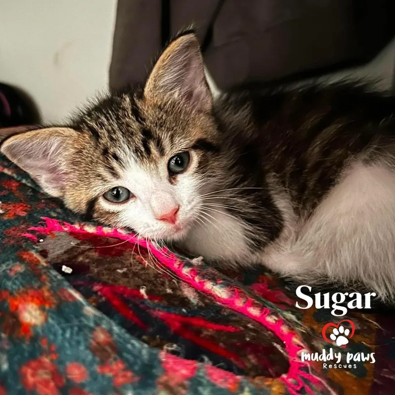 A baby small-sized male Domestic Short Hair cat named Porch Swing: Sugar for adoption in Council Bluffs, IA
