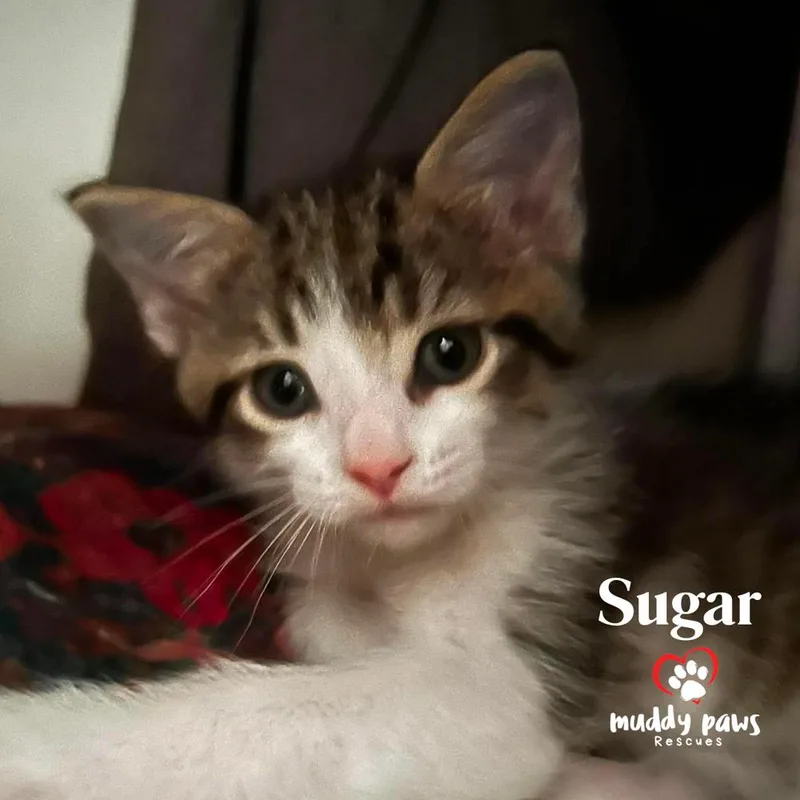 Porch Swing: Sugar thumbnail 2