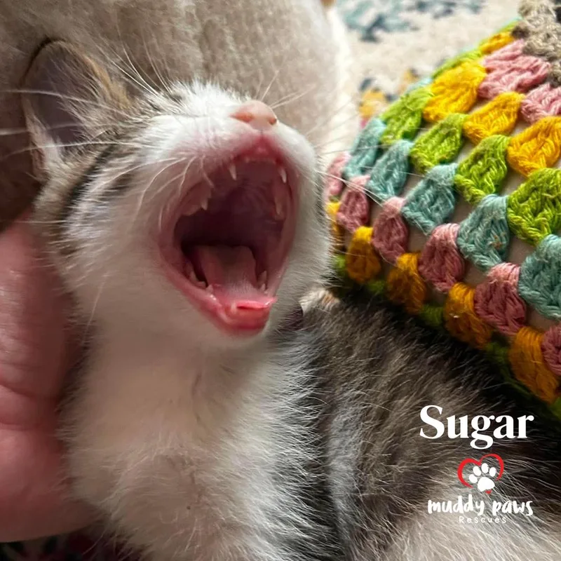 Porch Swing: Sugar thumbnail 3