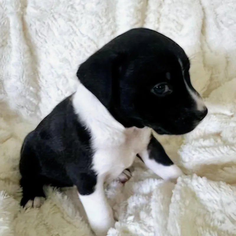 An adult medium-sized male Chihuahua dog named Blue Ridge for adoption in Jacksonville, FL
