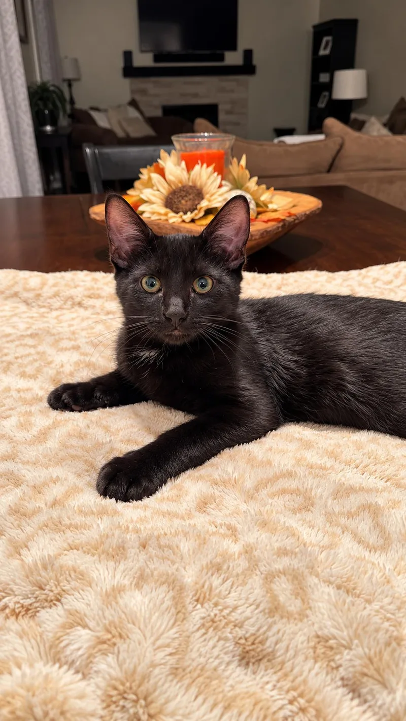 A baby medium-sized male Black Domestic Short Hair cat named Blaze Page for adoption in Rochester, NY