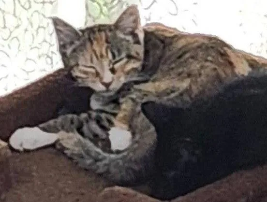 A baby medium-sized female Domestic Short Hair cat named Dylan for adoption in Shawnee, KS