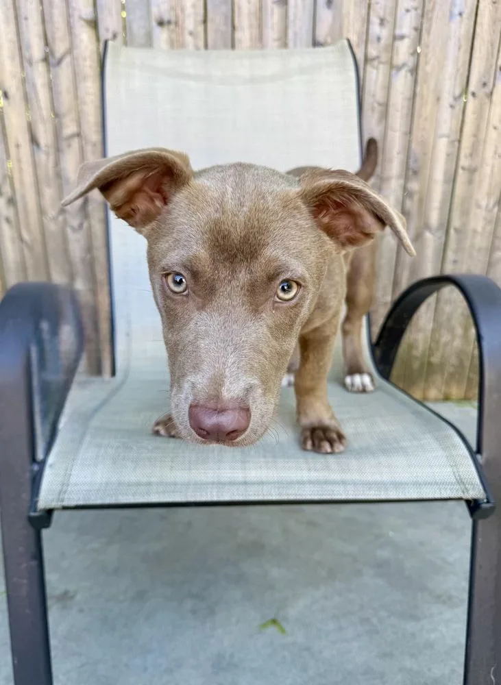 A baby medium-sized female Dachshund dog named Scottie for adoption in Greenlawn, NY