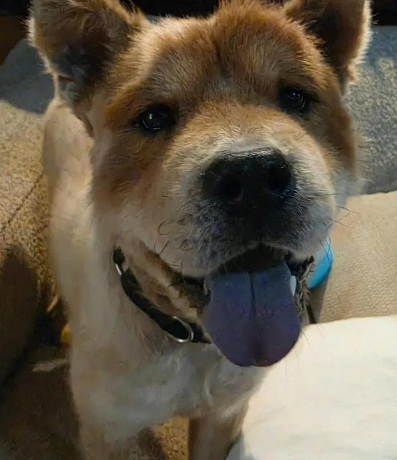An adult medium-sized male Chow Chow dog named Zuko FKA Siren for adoption in Houston, TX