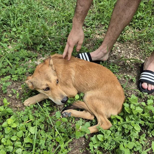 A young medium-sized female Terrier dog named Amber for adoption in San Antonio, TX