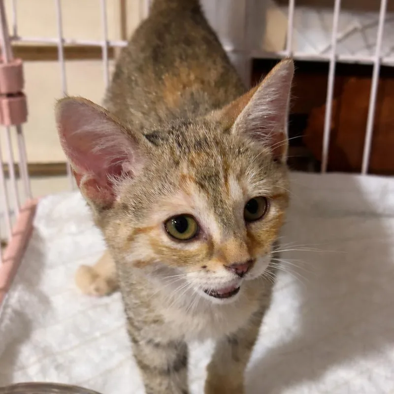 A baby small-sized female Calico Domestic Short Hair cat named May Flowers for adoption in Boerne, TX