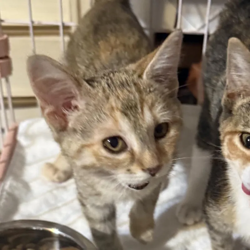 May Flowers thumbnail 3