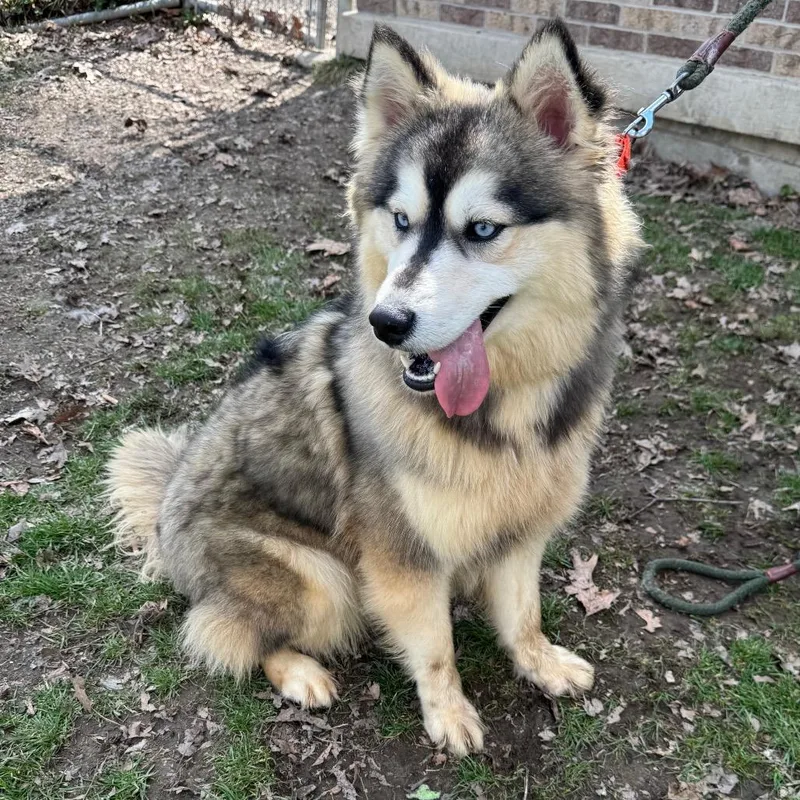 Fudge Swirl thumbnail 2