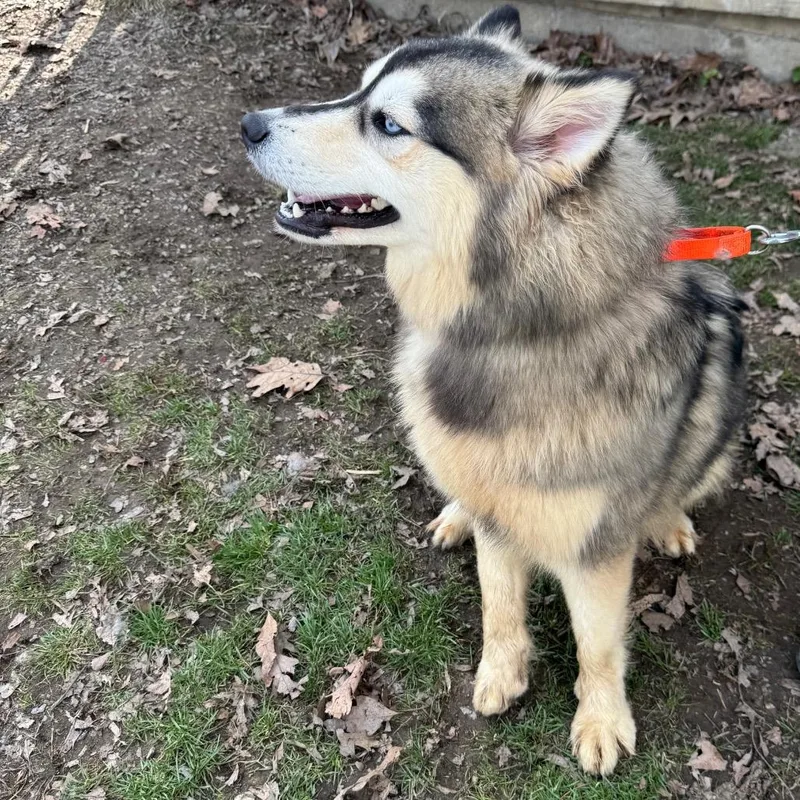 Fudge Swirl thumbnail 3