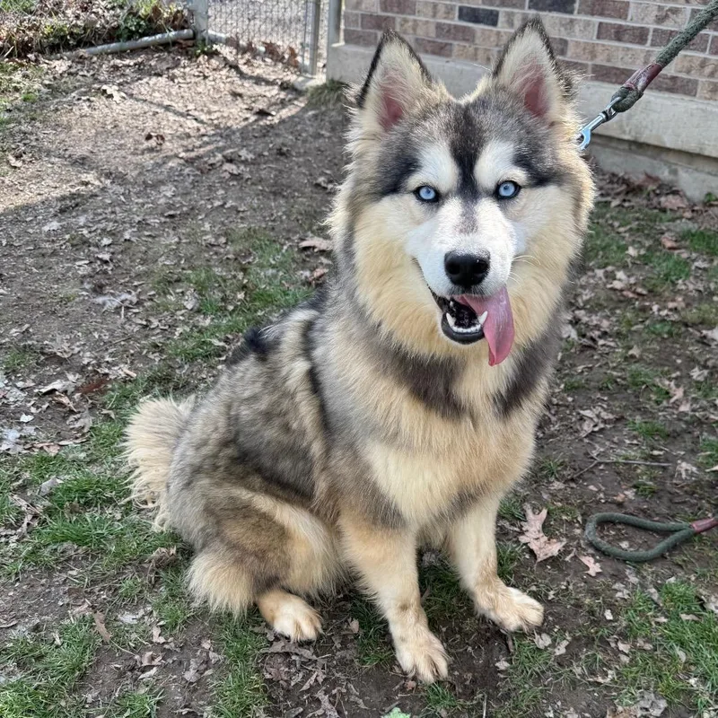 Fudge Swirl thumbnail 4