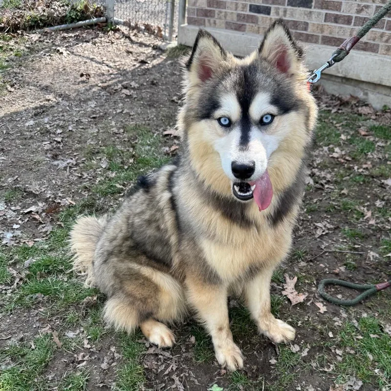 Fudge Swirl thumbnail 5