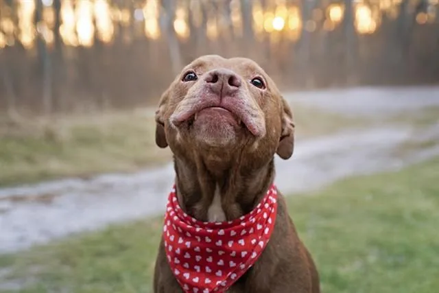 An adult large-sized male Labrador Retriever dog named Thomas Teefs for adoption in Belleville, IL