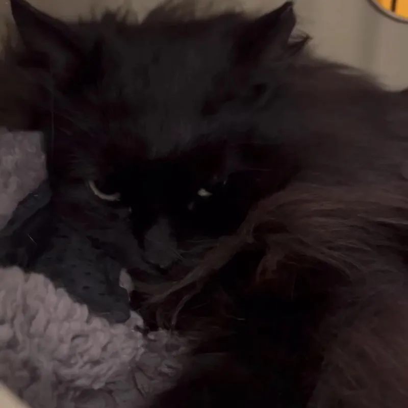 An adult medium-sized female Black Domestic Long Hair cat named Dolly for adoption in Howard beach, NY