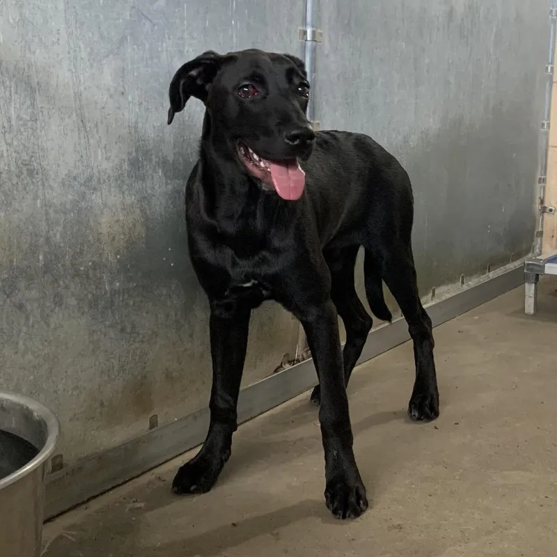 A young medium-sized male Labrador Retriever dog named Mauricio for adoption in Edinburg, TX