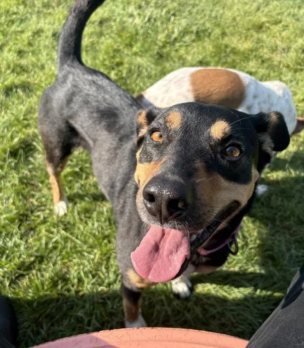 An adult medium-sized female Shepherd dog named Laken for adoption in Sioux City, IA