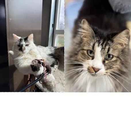 Kia And Poppy thumbnail 3