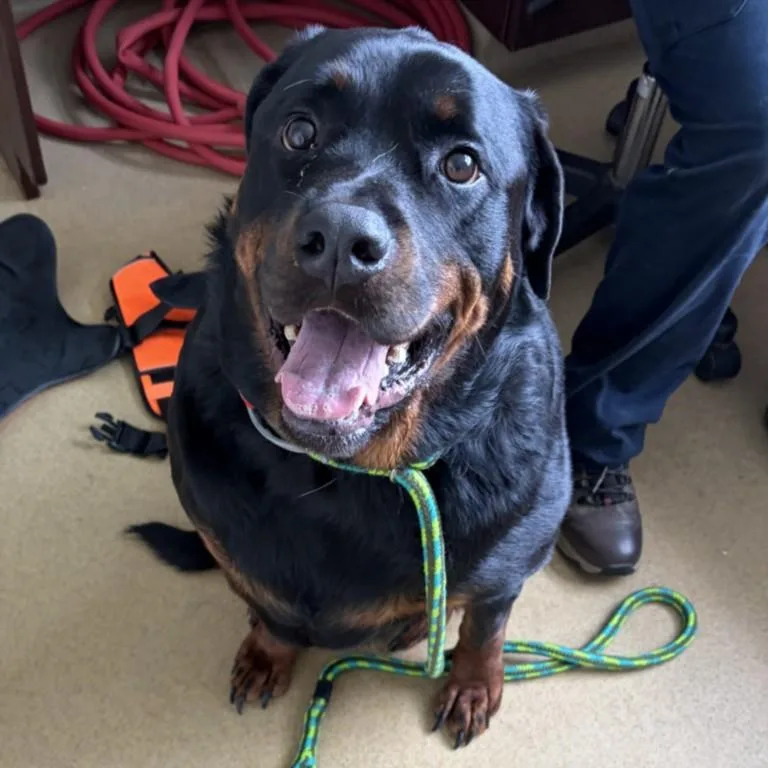 An adult large-sized male Rottweiler dog named Spike for adoption in Derwood, MD