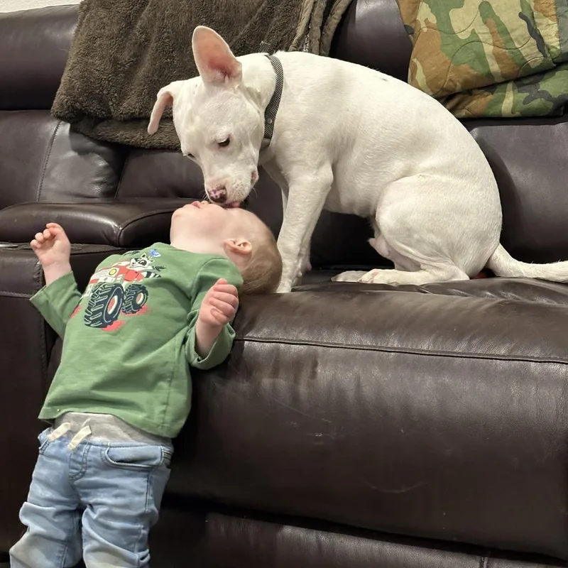 A young medium-sized male White / Cream Pit Bull Terrier dog named Casper for adoption in Dallas, TX