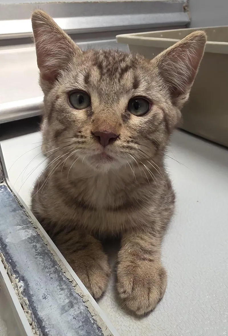 A young medium-sized male Tabby (Gray / Blue / Silver) Tabby cat named 61569242 for adoption in Elko, NV