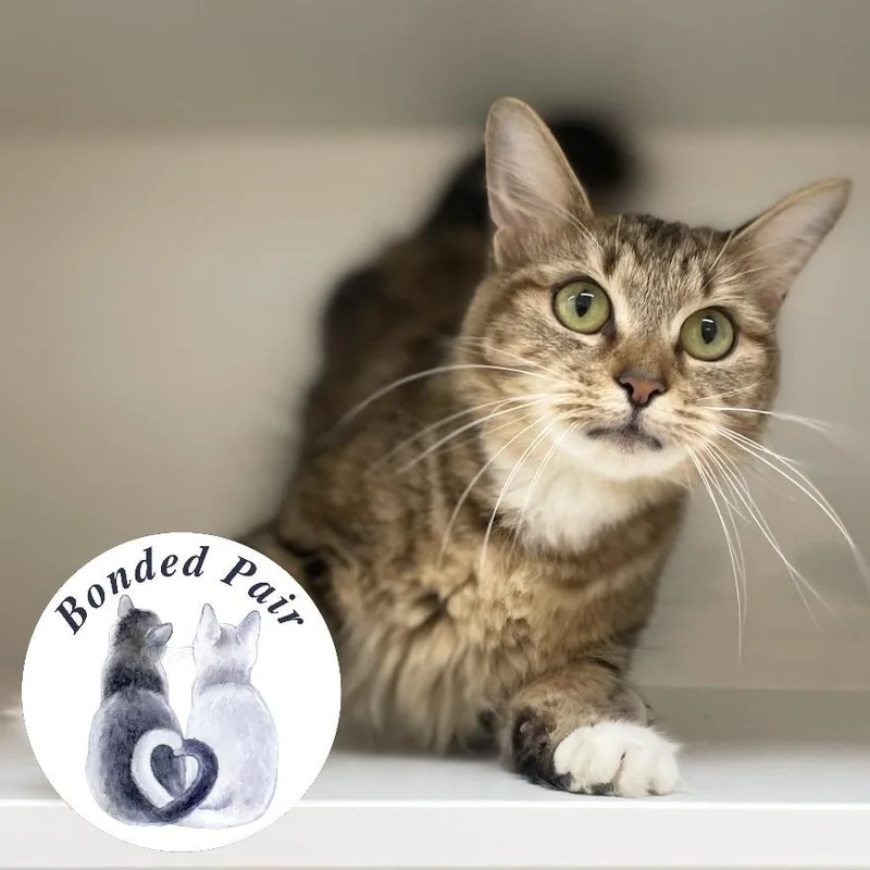 An adult medium-sized female Brown / Chocolate Domestic Short Hair cat named Clementine for adoption in Champaign, IL