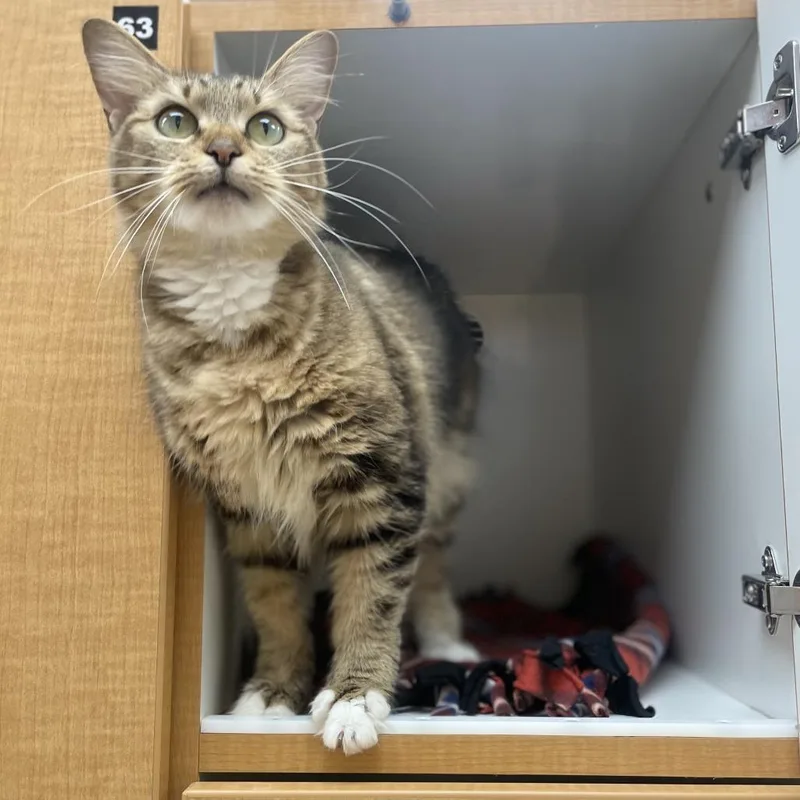 Clementine thumbnail 2