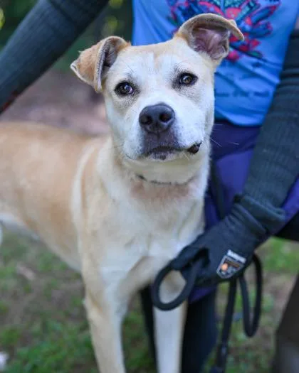 An adult medium-sized female Mixed Breed dog named Marvelous for adoption in Chamblee, GA