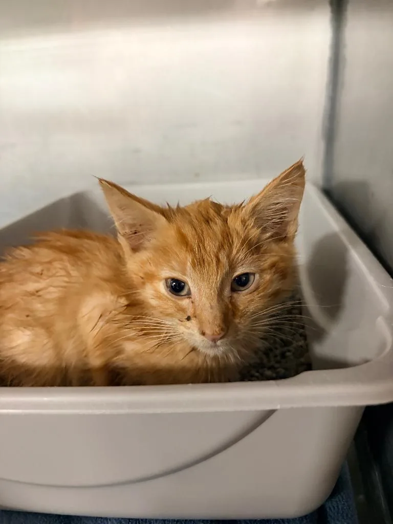 A baby medium-sized male Domestic Short Hair cat named Apollo for adoption in Huntington, IN