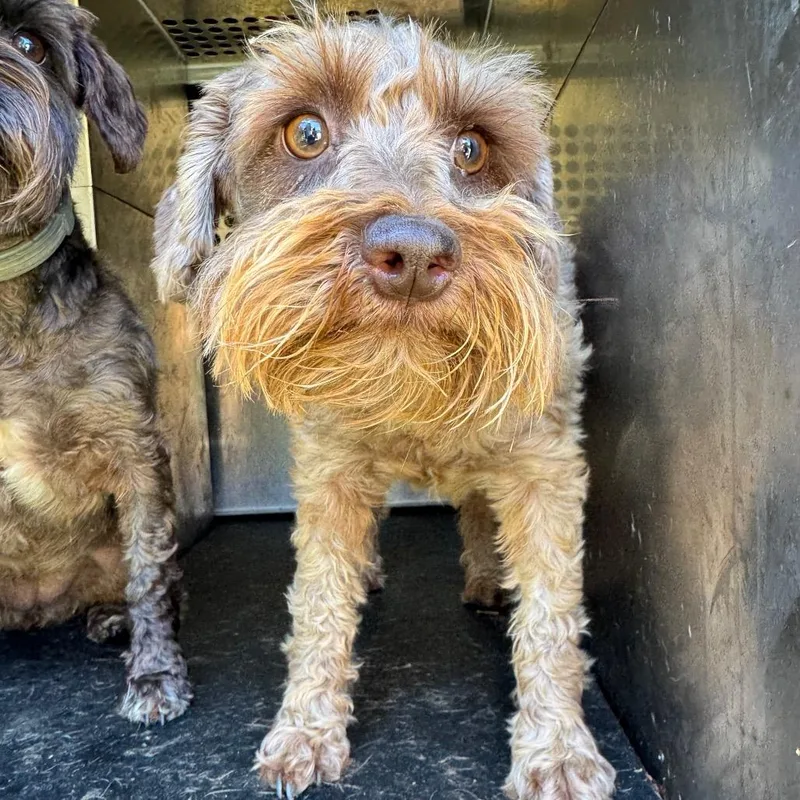 An adult small-sized female Brown / Chocolate Miniature Schnauzer dog named Bella for adoption in Birmingham, AL